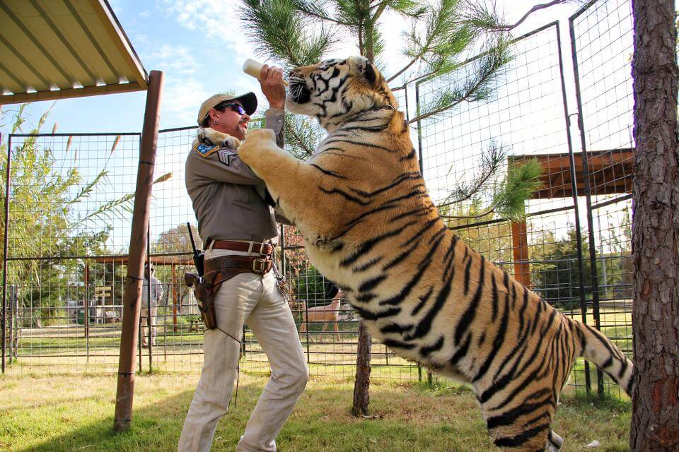 Seekor harimau berdiri dan diberi susu di dalam kandang oleh Joe Exotic